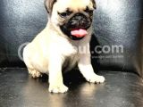Üst Kalite Safkan Pug Mops Dişi Ve Erkek
