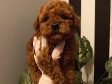 Muhteşem Kalite Poodle Bebekler