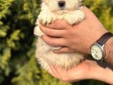 Küçük Morkie Kizim