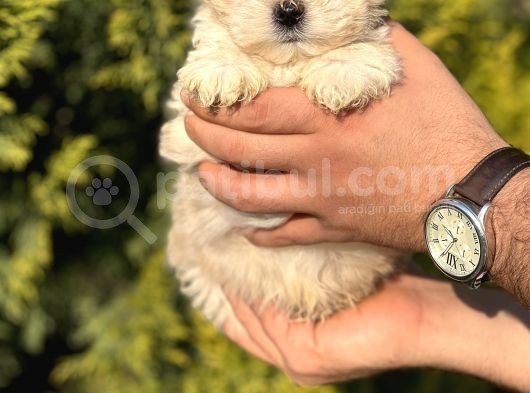 Küçük Morkie Kizim görsel