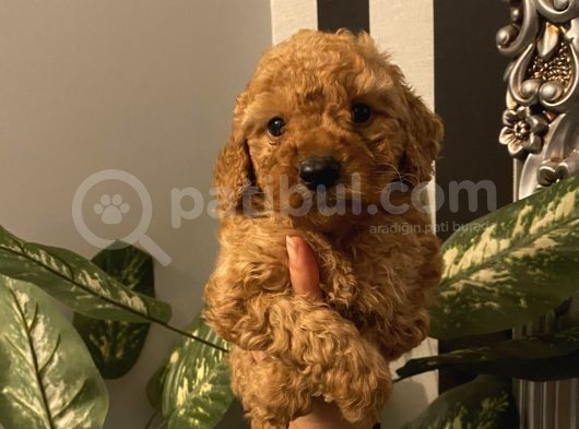 Çocuklarınıza En İyi Arkadaş Poodle Bebekler görsel