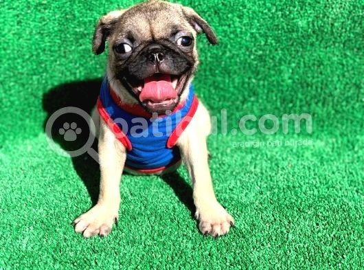 Krem Renk Di̇şi̇ Ve Erkek Orji̇nal Pug Mops Yavrular