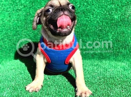 Krem Renk Di̇şi̇ Ve Erkek Orji̇nal Pug Mops Yavrular görsel