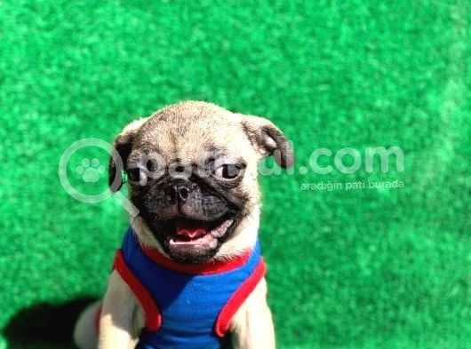 Krem Renk Di̇şi̇ Ve Erkek Orji̇nal Pug Mops Yavrular görsel