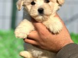 Maltipoo Bebeklerim