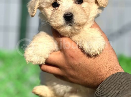 Maltipoo Bebeklerim
