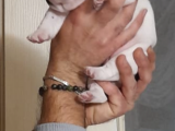 Anne Altından Sağlıklı Yavrular French Bulldog