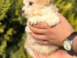 Küçük Morkie Kizim