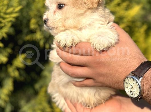 Küçük Morkie Kizim görsel