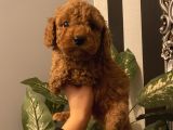 Çocuklarınıza En İyi Arkadaş Poodle Bebekler
