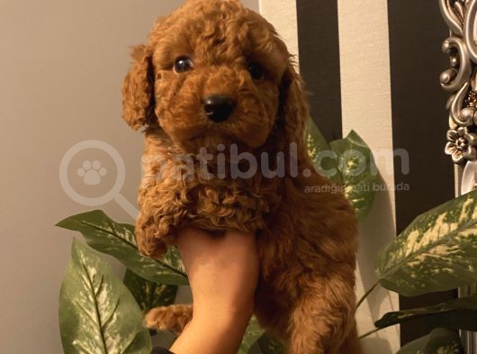 Çocuklarınıza En İyi Arkadaş Poodle Bebekler görsel
