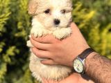 Küçük Morkie Kizim