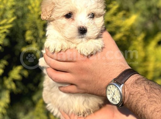 Küçük Morkie Kizim görsel