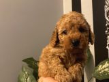 Çocuklarınıza En İyi Arkadaş Poodle Bebekler