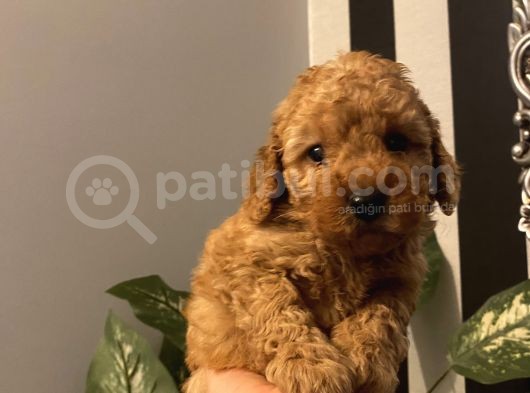 Çocuklarınıza En İyi Arkadaş Poodle Bebekler görsel