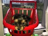 Morkie Cinsi Yavrular 