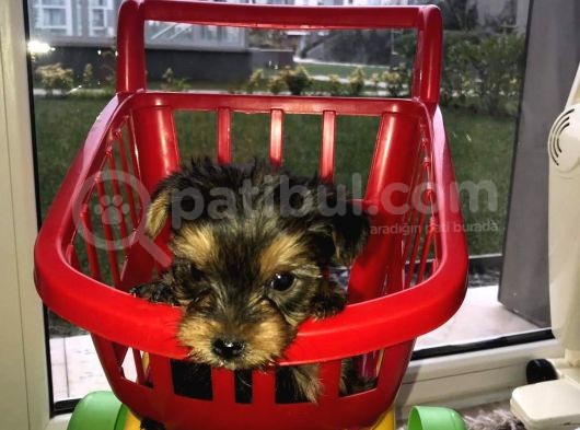Morkie Cinsi Yavrular  görsel
