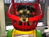 Morkie Cinsi Yavrular 