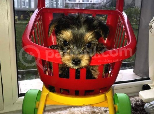 Morkie Cinsi Yavrular 