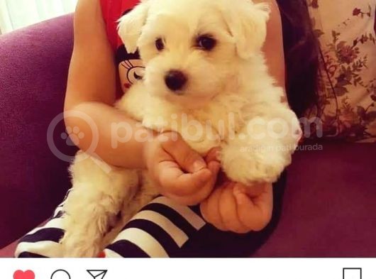 Maltesse Terrier Cinsi Güzel Yavrular 