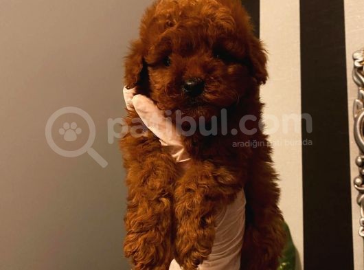 A Kali̇te Red Brown Yavrular görsel