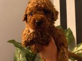 Muhteşem Yavrular Poodle