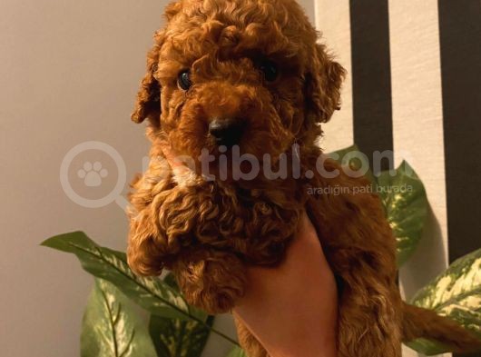 Muhteşem Yavrular Poodle görsel