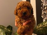 Muhteşem Yavrular Poodle