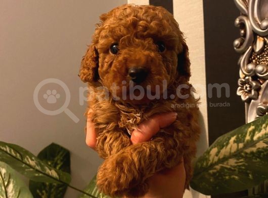 Muhteşem Yavrular Poodle