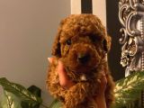 Muhteşem Yavrular Poodle