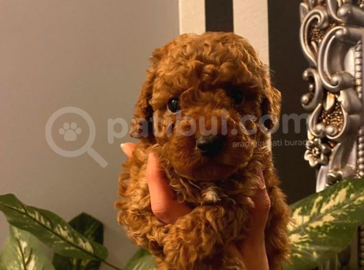 Muhteşem Yavrular Poodle görsel