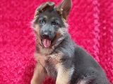 Alman Kurt Köpeği Yavruları K_9
