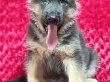 Alman Kurt Köpeği Yavruları K_9