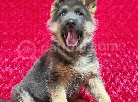 Alman Kurt Köpeği Yavruları K_9 görsel