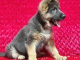 Alman Kurt Köpeği Yavruları K_9