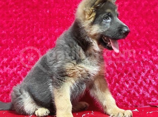 Alman Kurt Köpeği Yavruları K_9 görsel