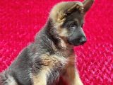 Alman Kurt Köpeği Yavruları K_9