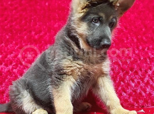 Alman Kurt Köpeği Yavruları K_9 görsel