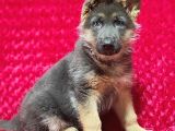 Alman Kurt Köpeği Yavruları K_9