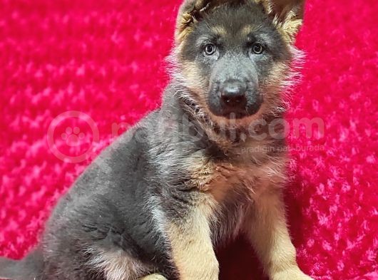 Alman Kurt Köpeği Yavruları K_9 görsel