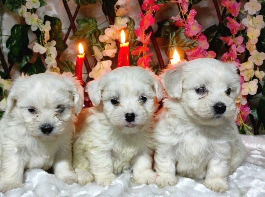 Maltese Teri̇er Yavrulari görsel
