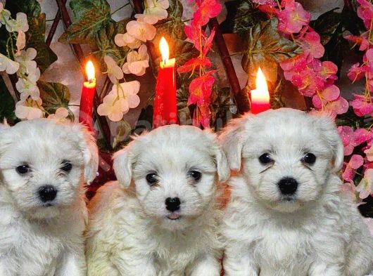 Maltese Teri̇er Yavrulari görsel