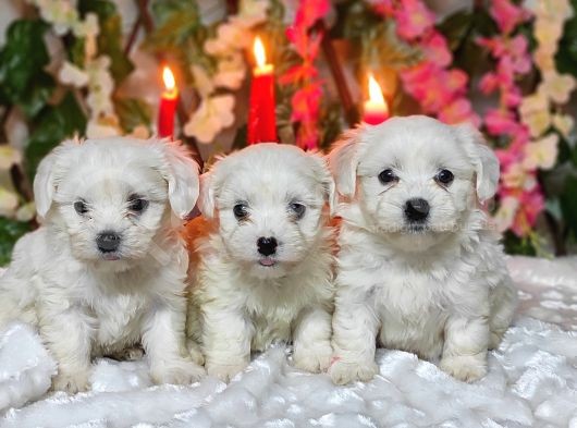 Maltese Teri̇er Yavrulari görsel