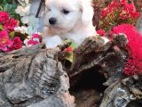 Maltese Teri̇er Yavrulari