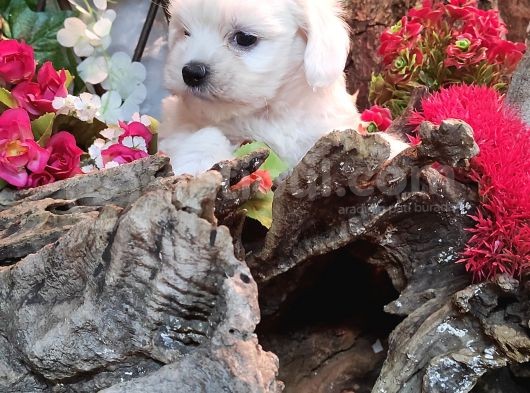 Maltese Teri̇er Yavrulari görsel
