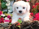 Maltese Teri̇er Yavrulari