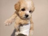 3 KG Anne, Babadan; Sıfır Numara Garantili MALTİPOO
