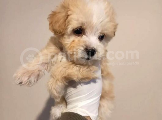 3 Kg Anne, Babadan; Sıfır Numara Garantili Maltipoo