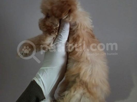 Küt Burun Dişi Maltipoo Yavrum