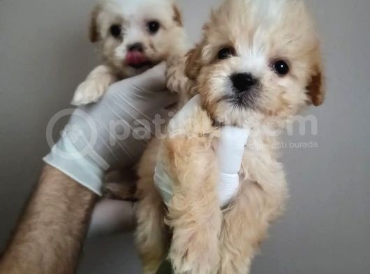 3 Adet F1 Dişi Maltipoo Yavrularım